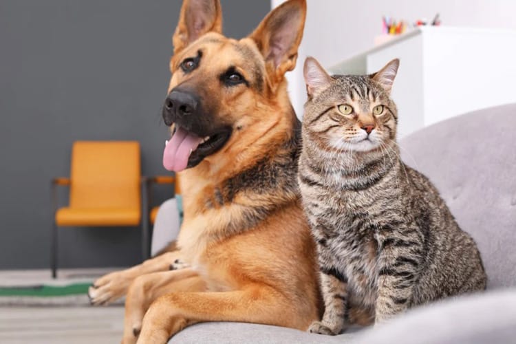 Animal Poison Control for Dogs and Cats