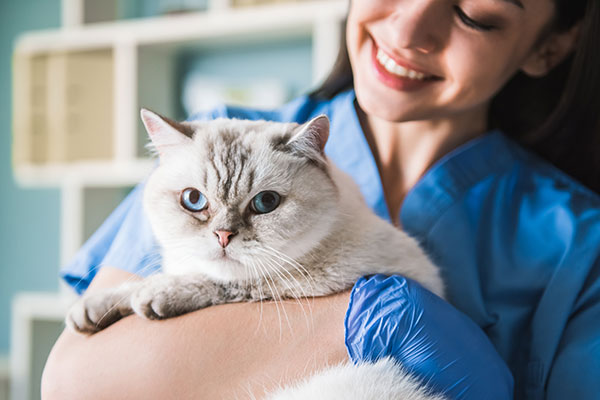 Pet Exam Vaccination
