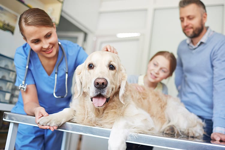 Veterinary Job Openings
