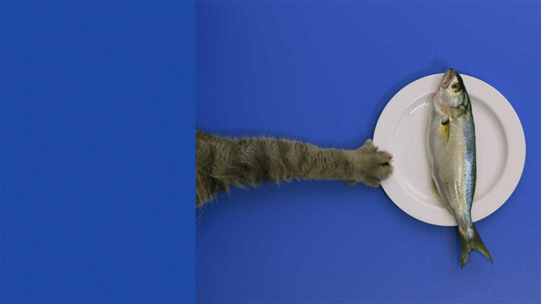 Cat Fish Video