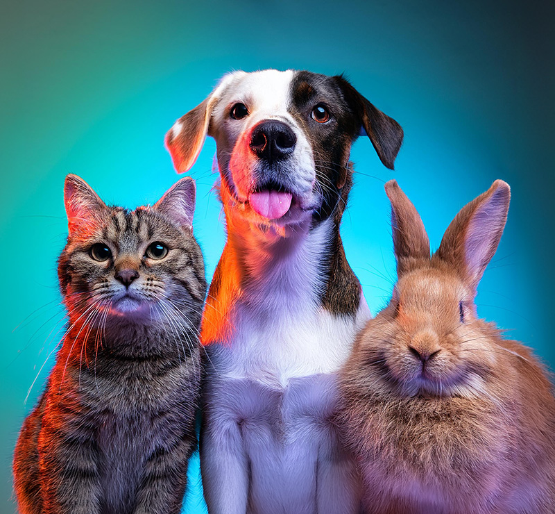 Phoenix Veterinarian for Dogs, Cats, Rabbits, and Ferrets