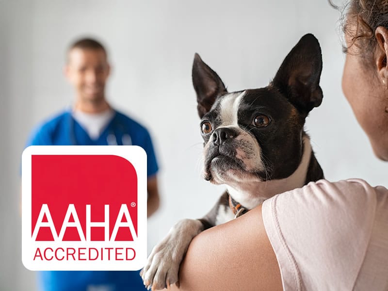 AAHA Accredited