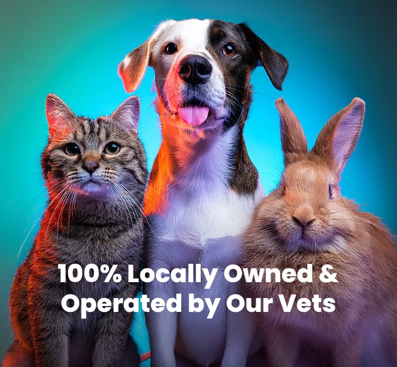 Veterinary Clinic in Phoenix
