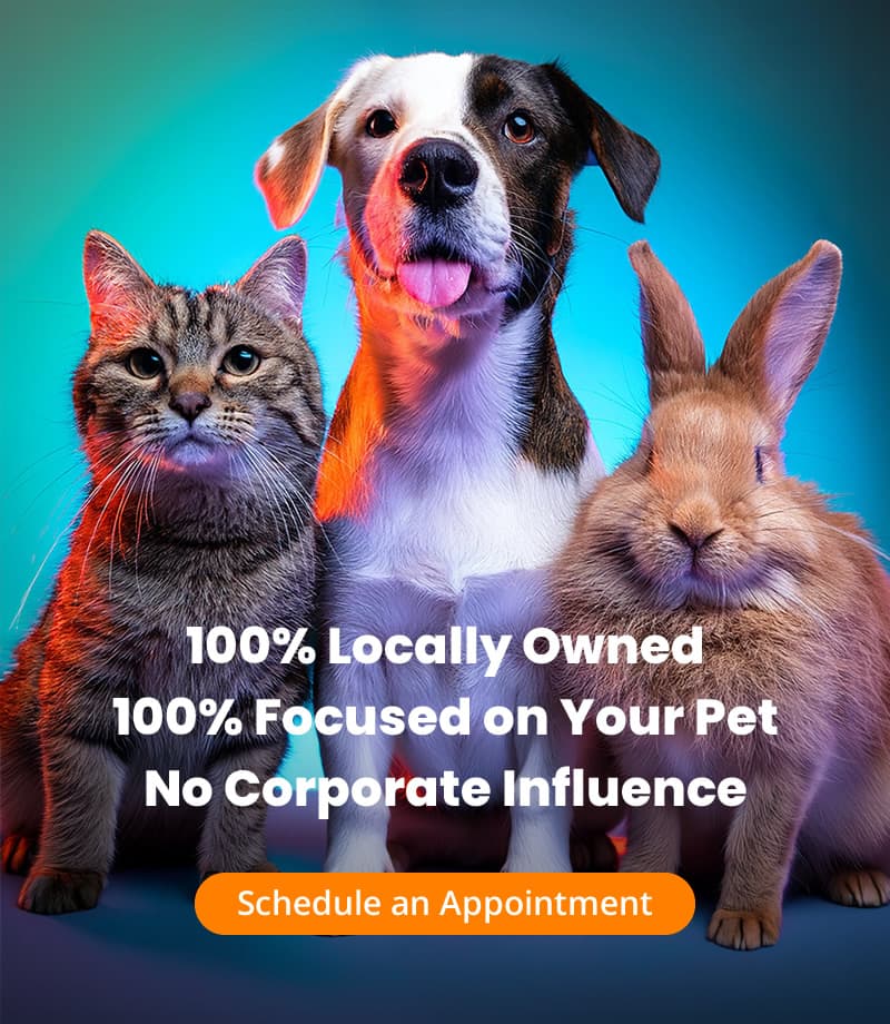 Veterinary Clinic in Phoenix