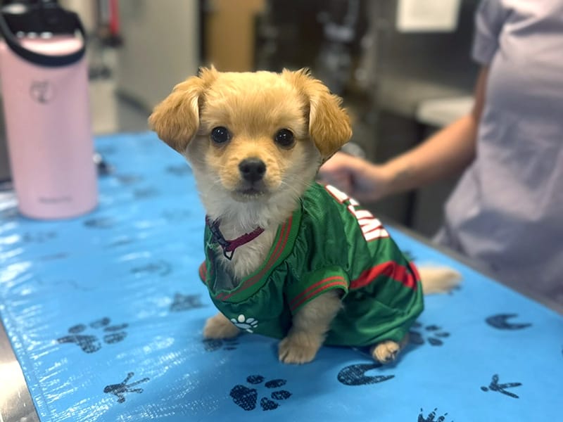 Pheonix Veterinary Clinic